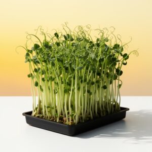 Daikon Radish Microgreen Seed Kit