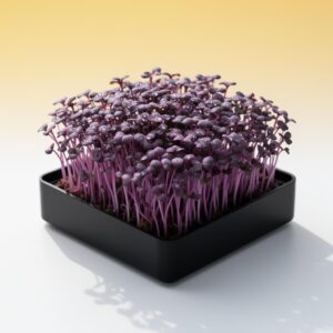 Red Rambo Radish Premium Microgreens