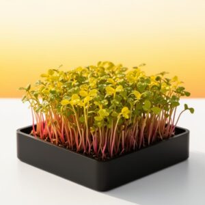 Sunflower Deluxe DIY Grow Kit